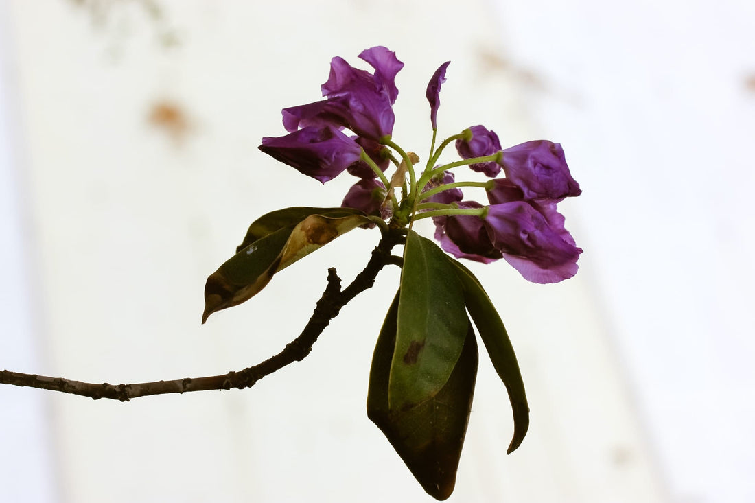 wilting leaves of purple rhododendron