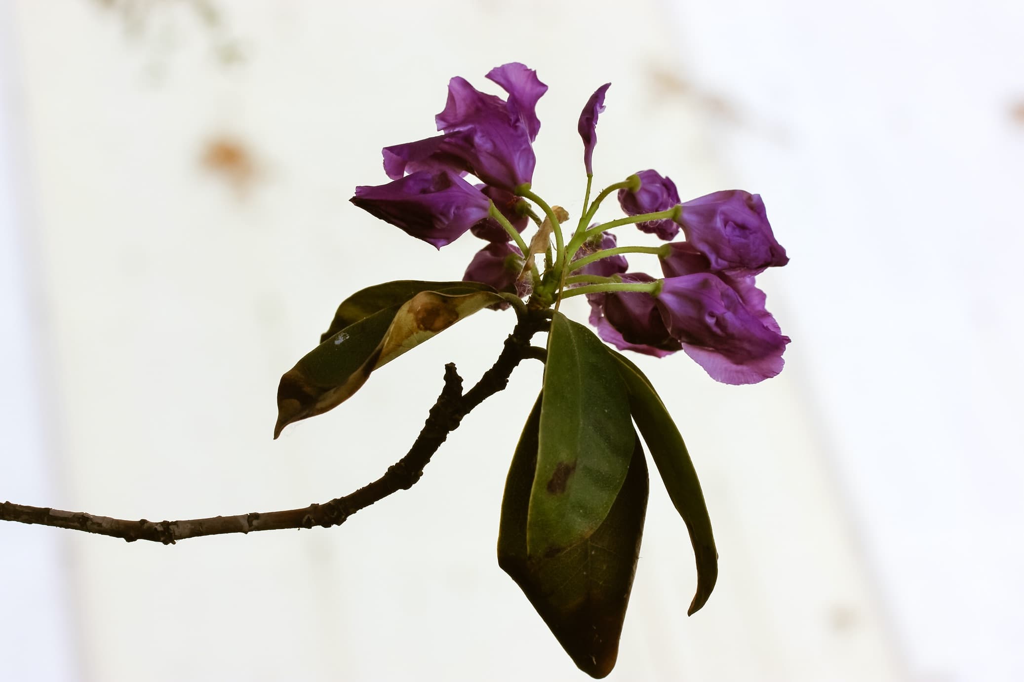 wilting leaves of purple rhododendron