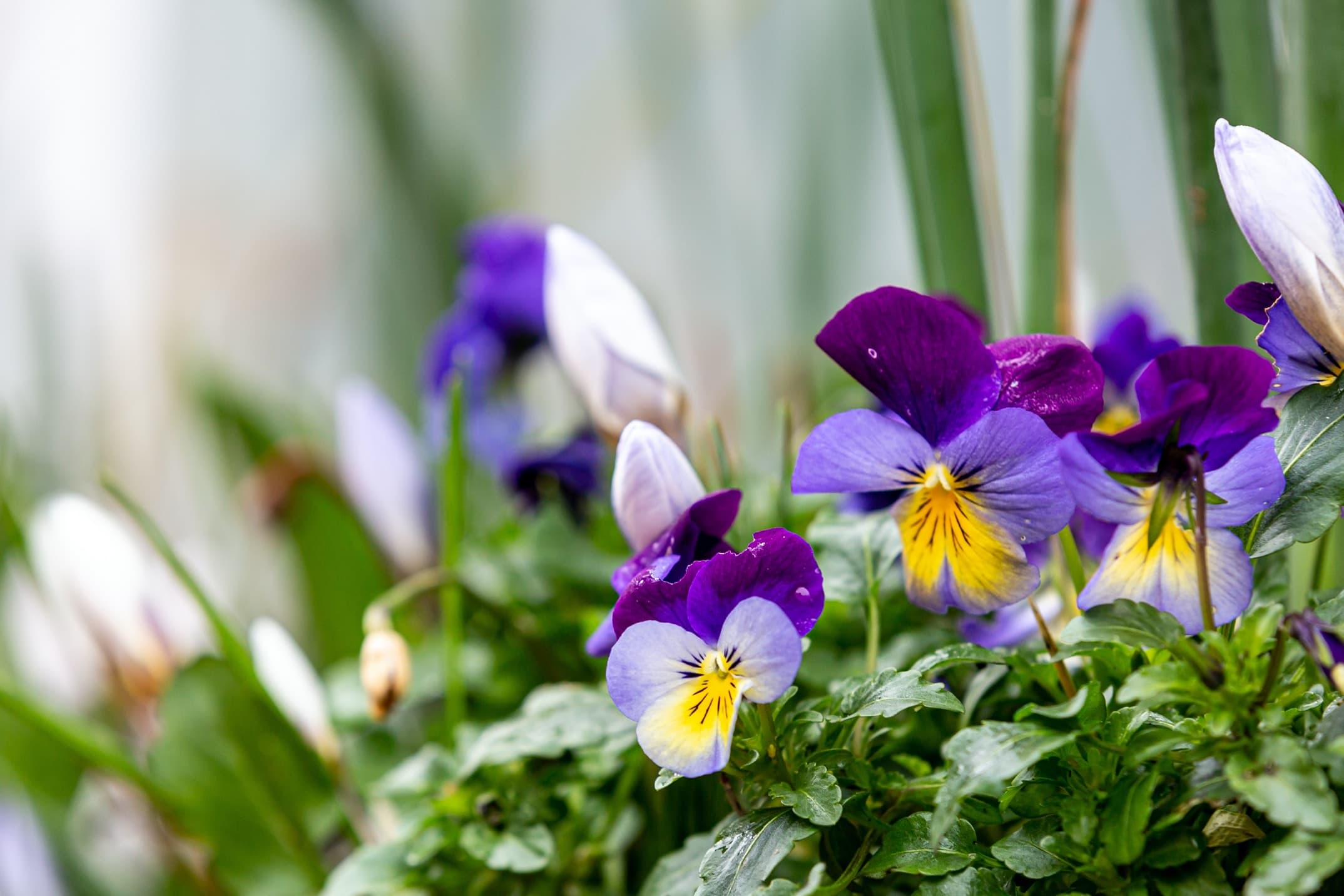 close up of a window box with purple, white and tellow coloured pansies