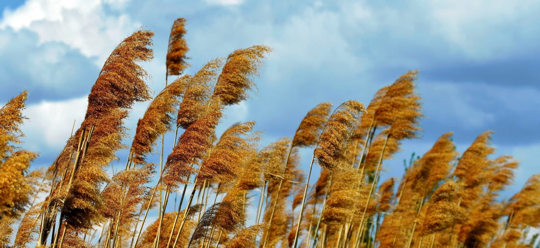 reeds blowing in the wind with cloudy sky in the background