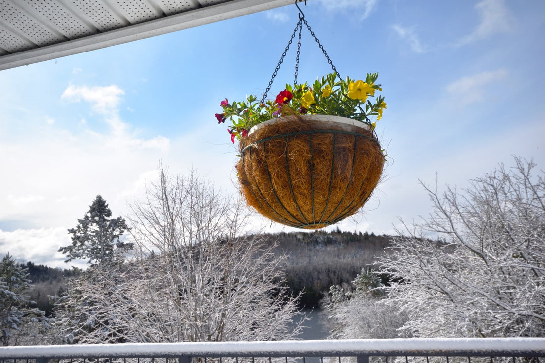 colourful flowering plants in a hanging basket with snow covered landscape in the background
