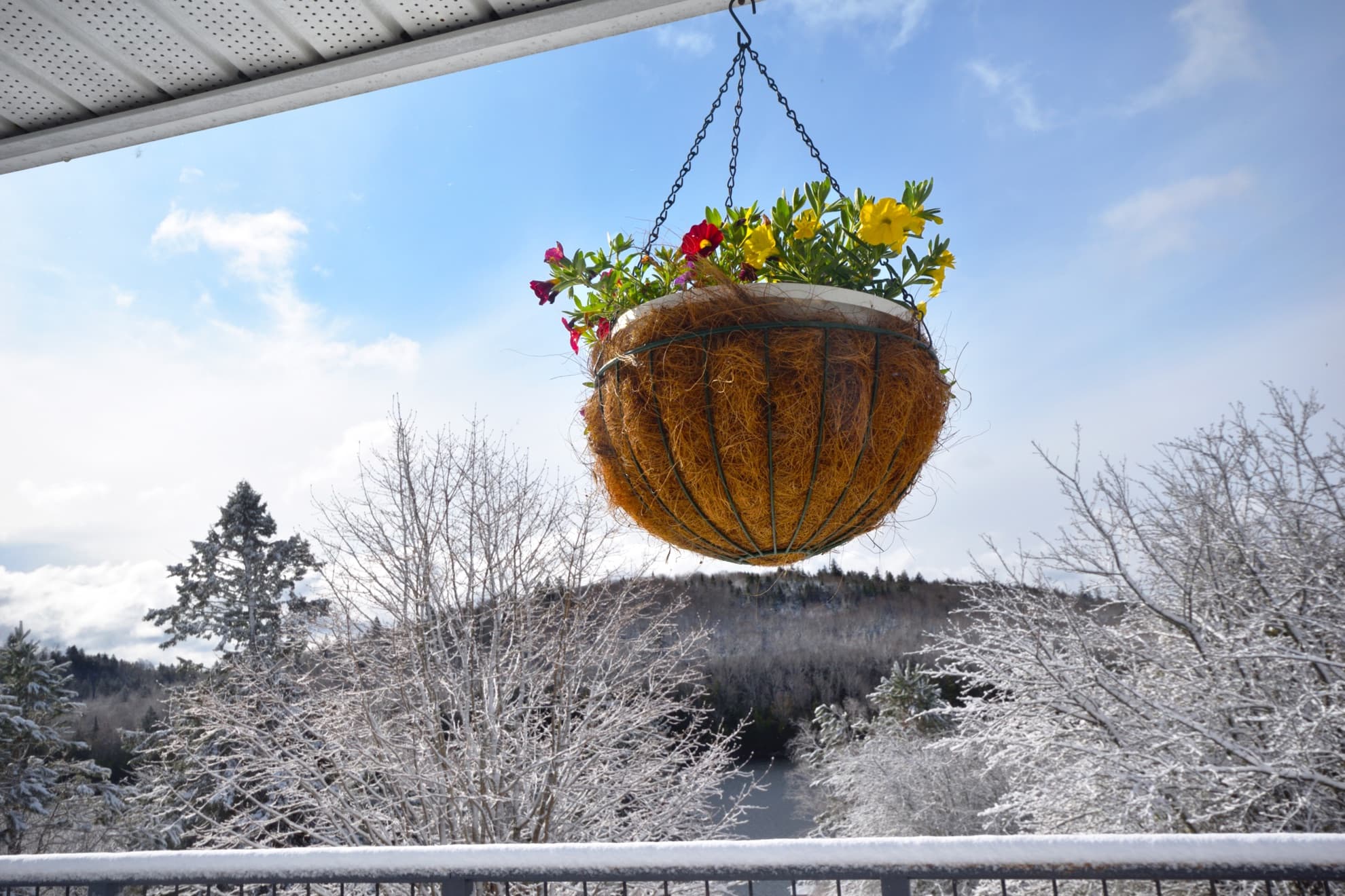 colourful flowering plants in a hanging basket with snow covered landscape in the background