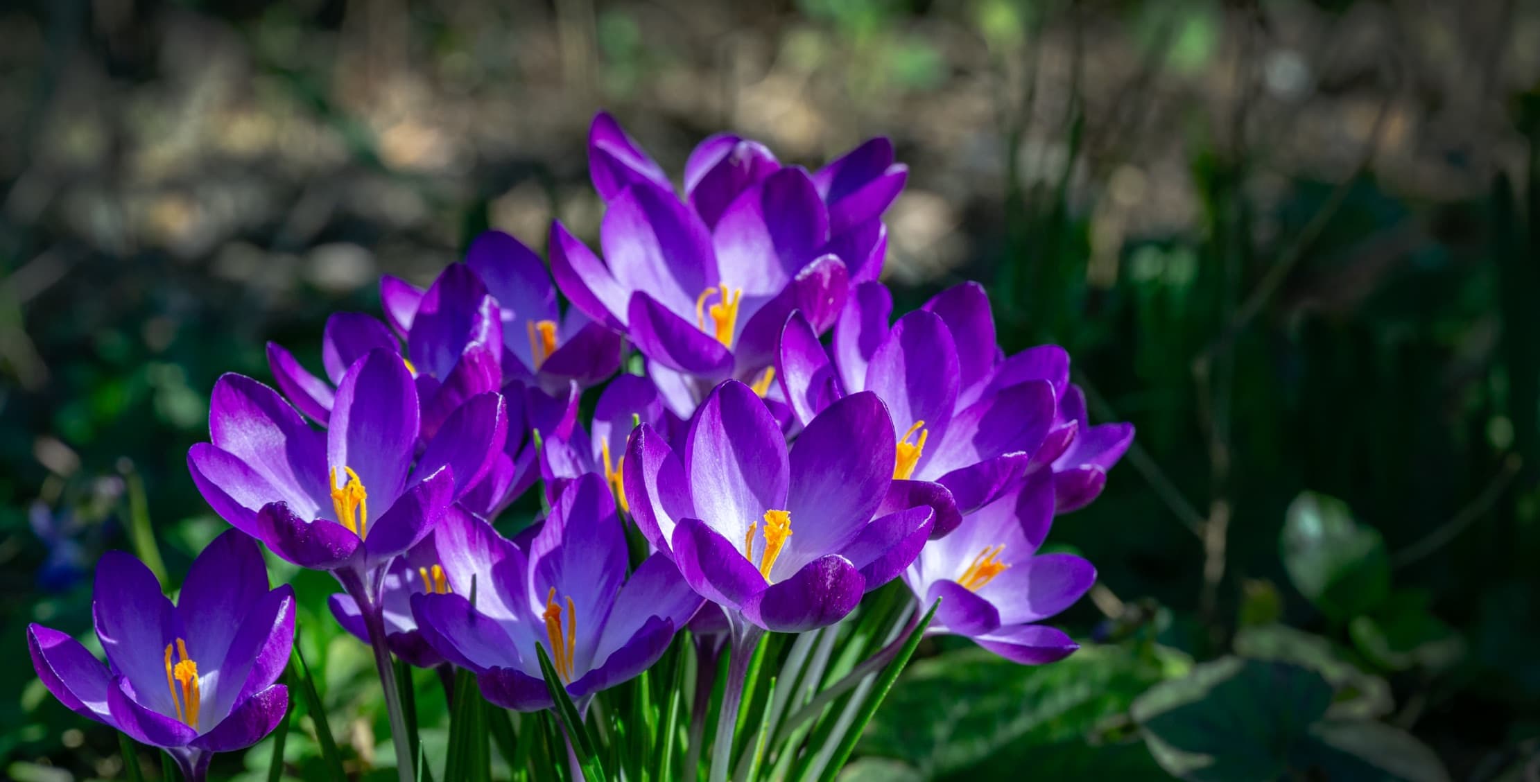 violet crocuses in a late winter garden