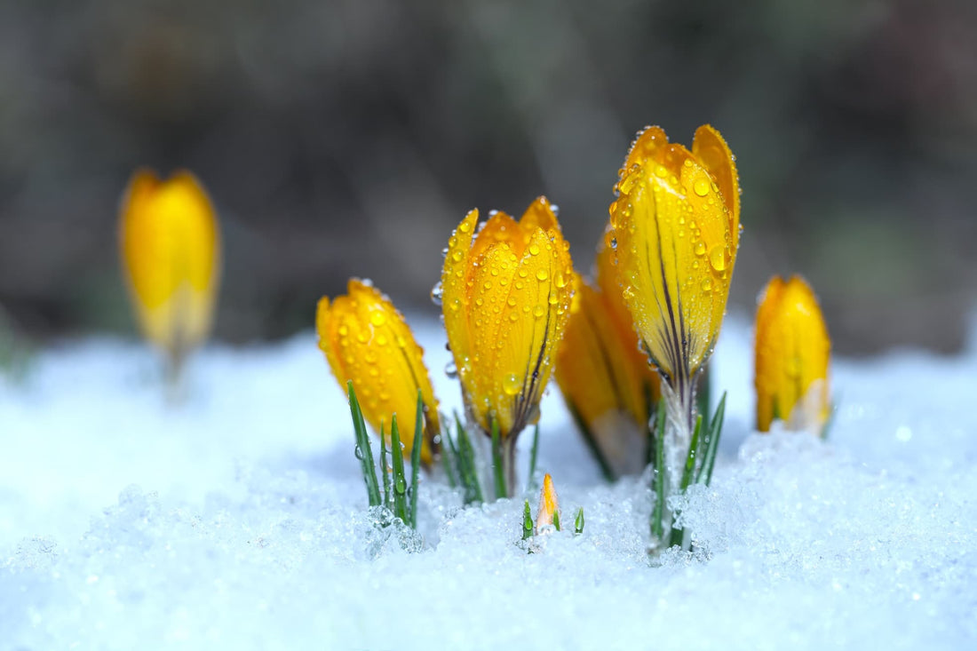 yellow crocuses grow from under snow