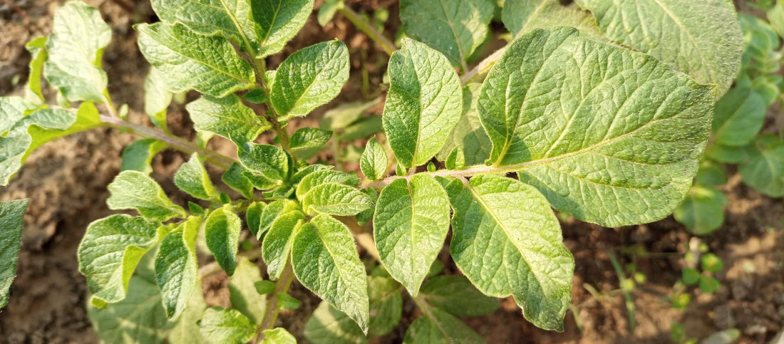 foliage of potato plant foliage in winter