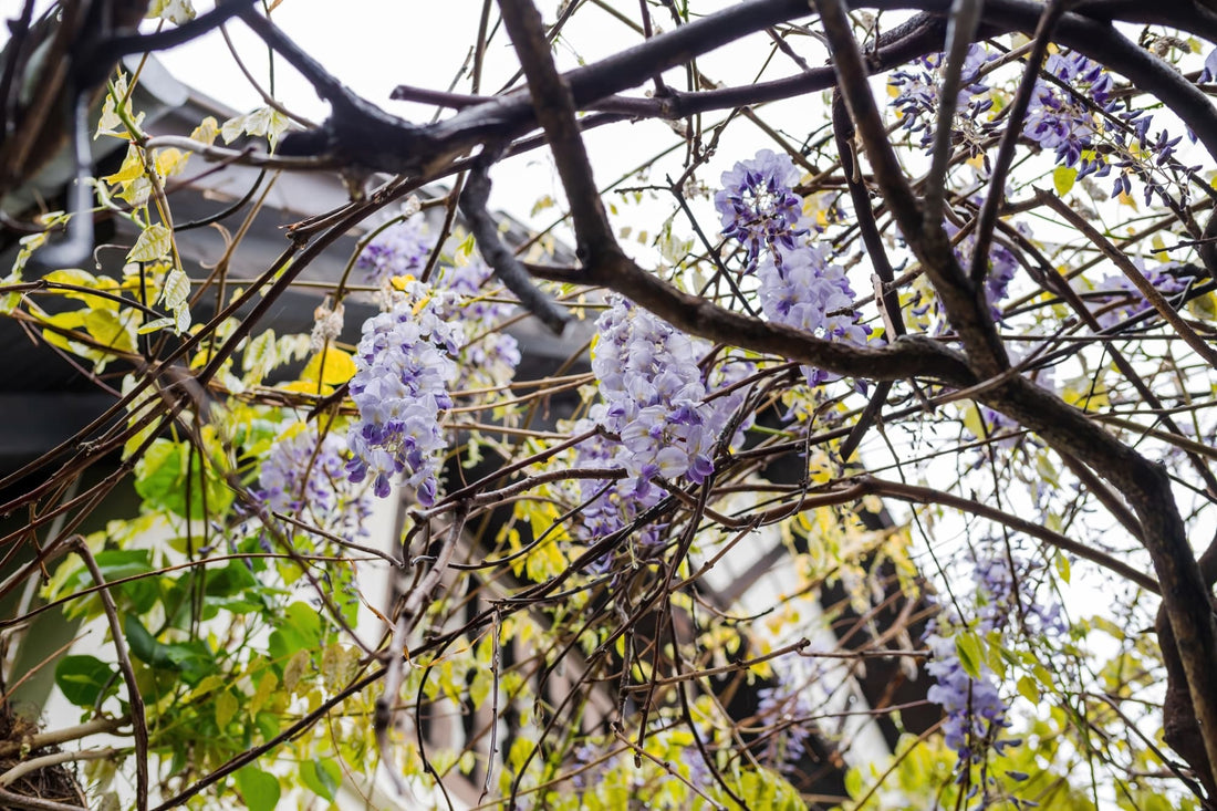 wisteria tree with thick wooden branches and panicles of pale purple flowers
