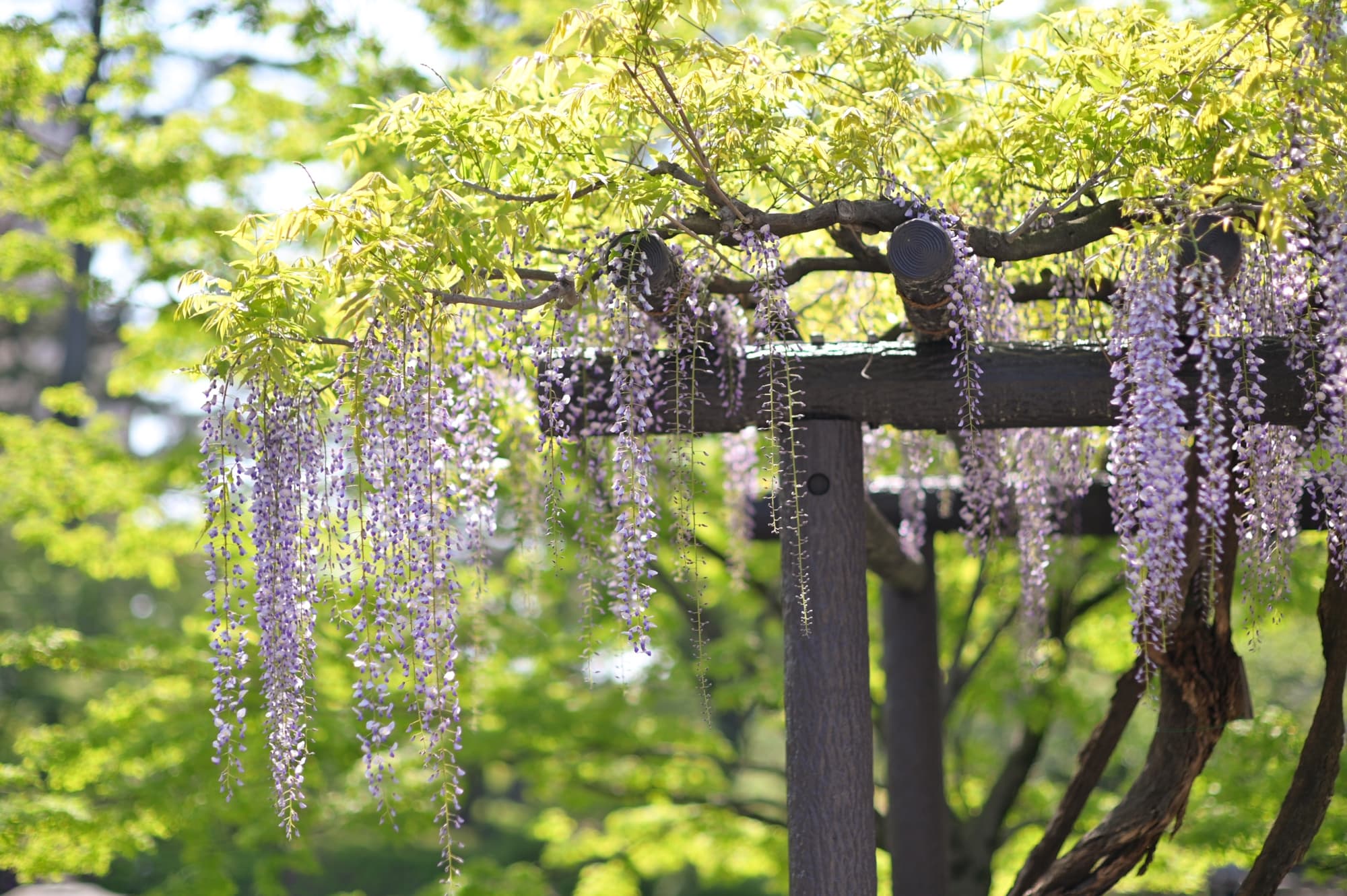 purple flowering wisteria with racemes of flowers cascading over the edges of its wooden support structure