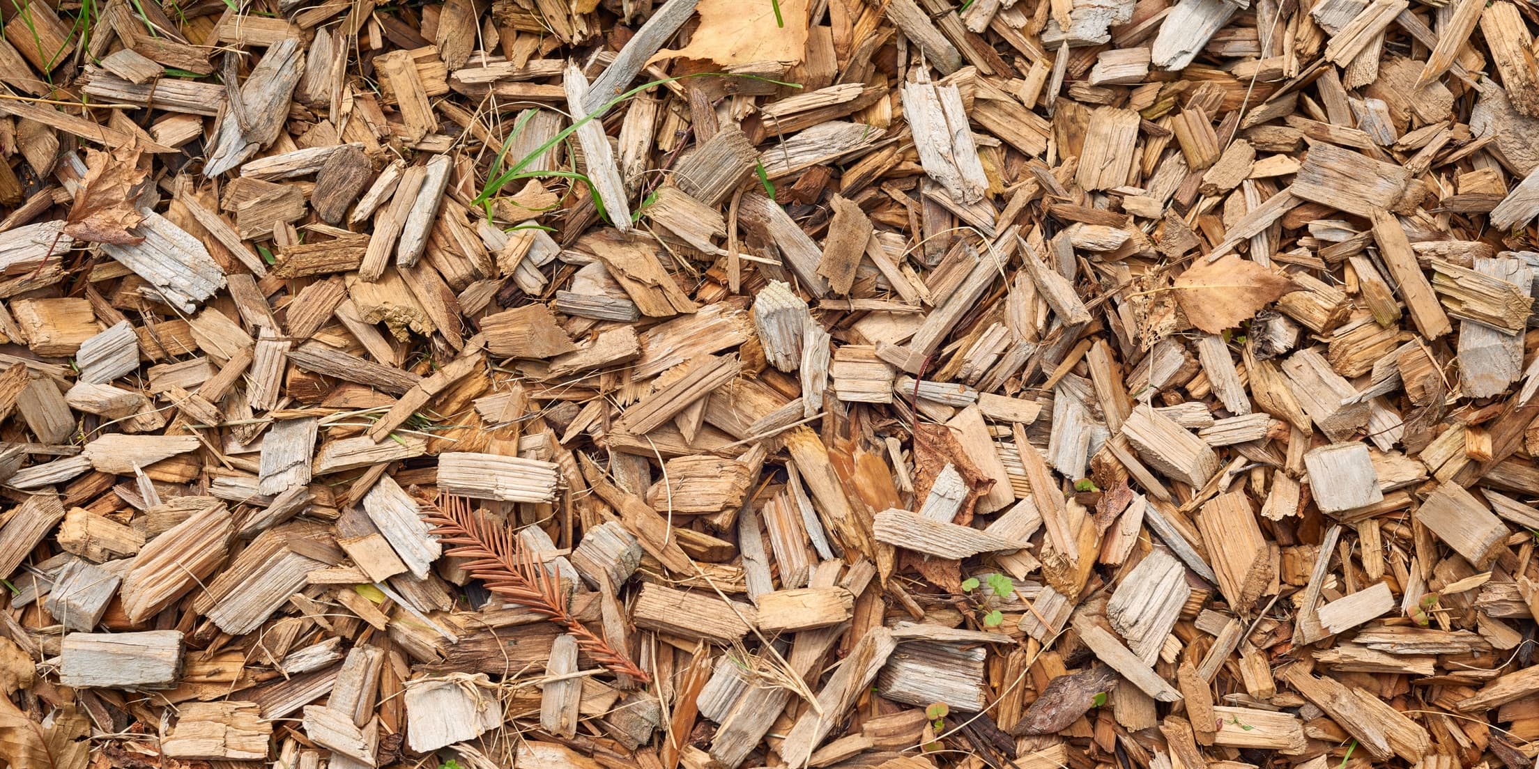 cedar wood chips covering the ground