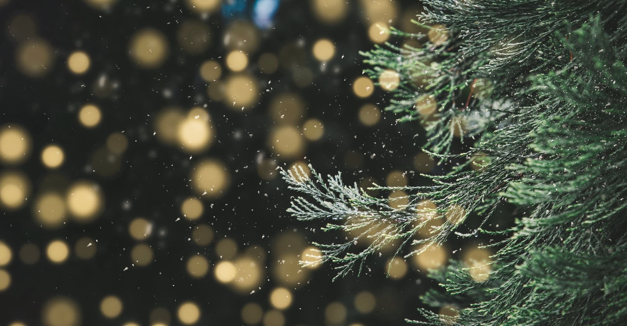 a Christmas pine tree with beautiful scattered lights in the background
