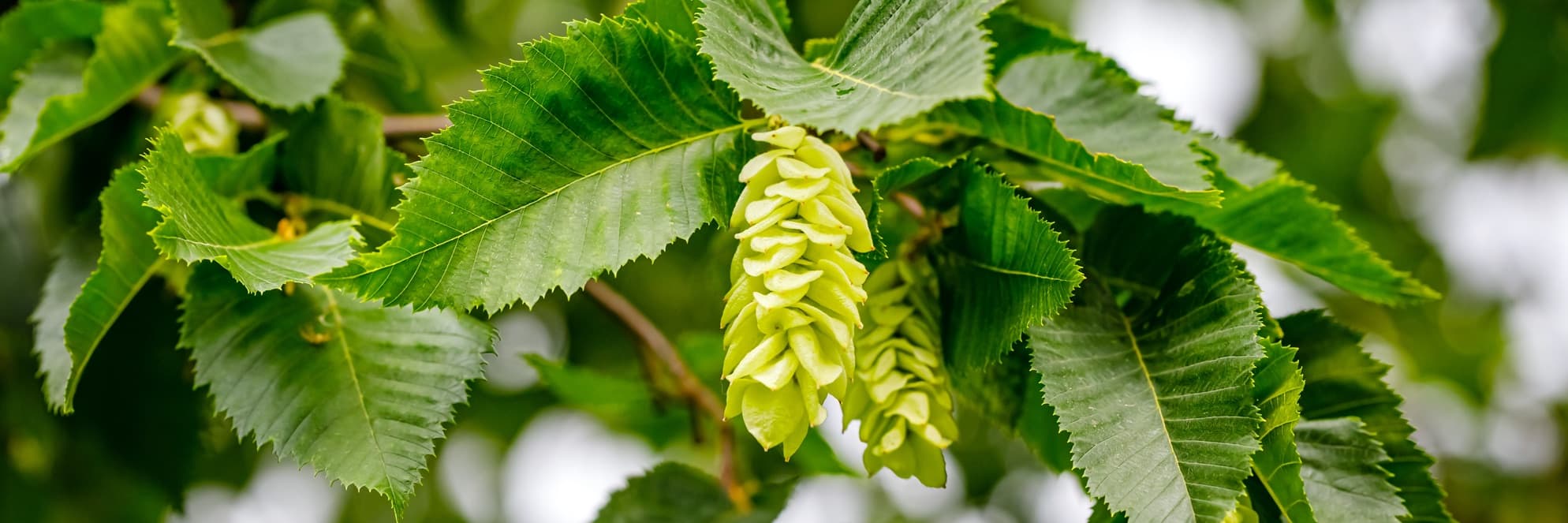 Green Ostrya carpinifolia