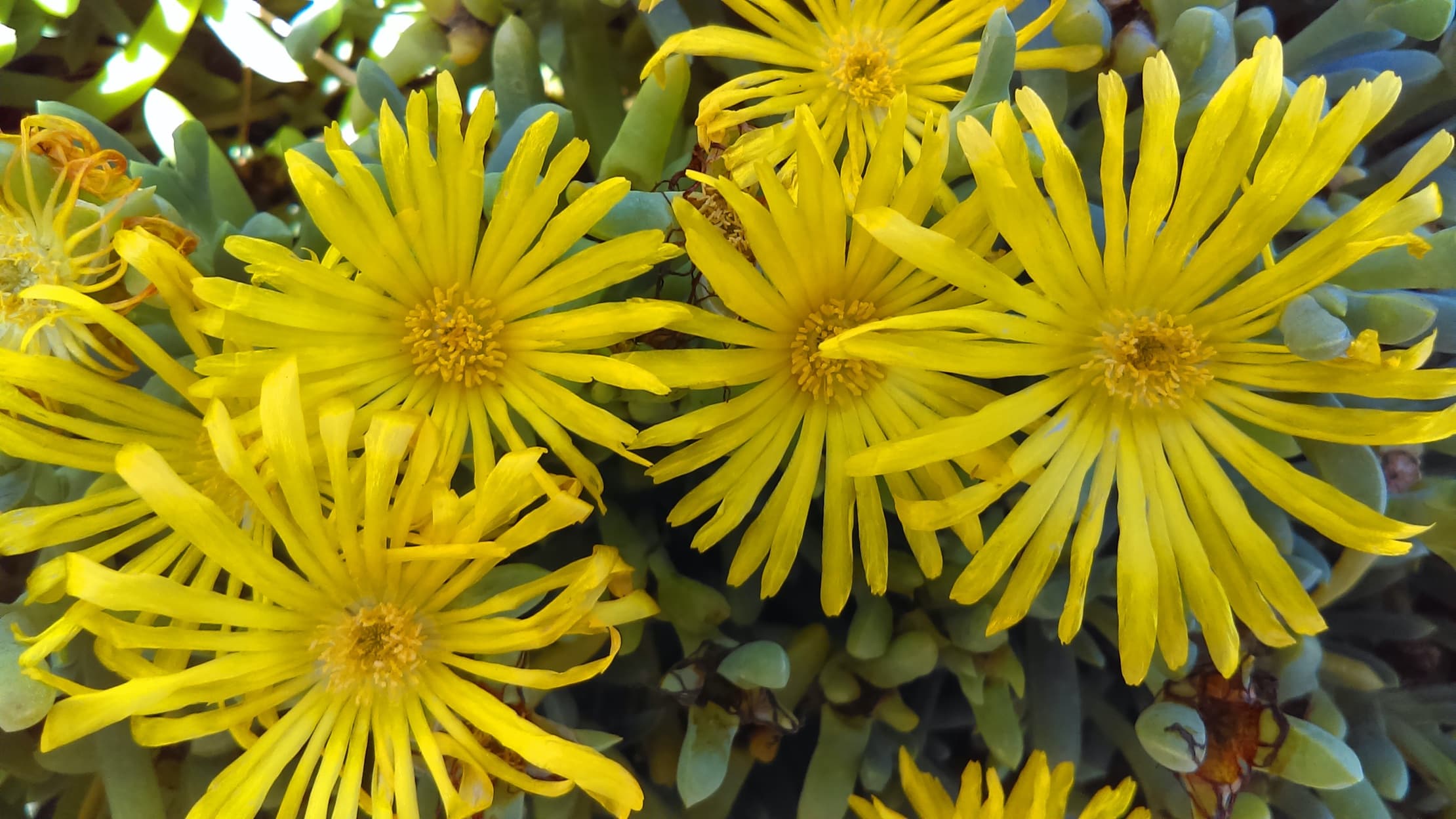 Inula hookeri flower heads