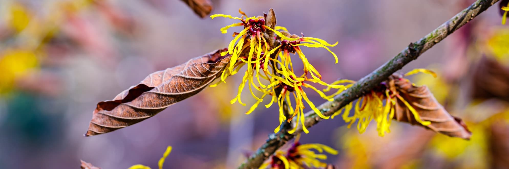 yellow witch hazel shrubs