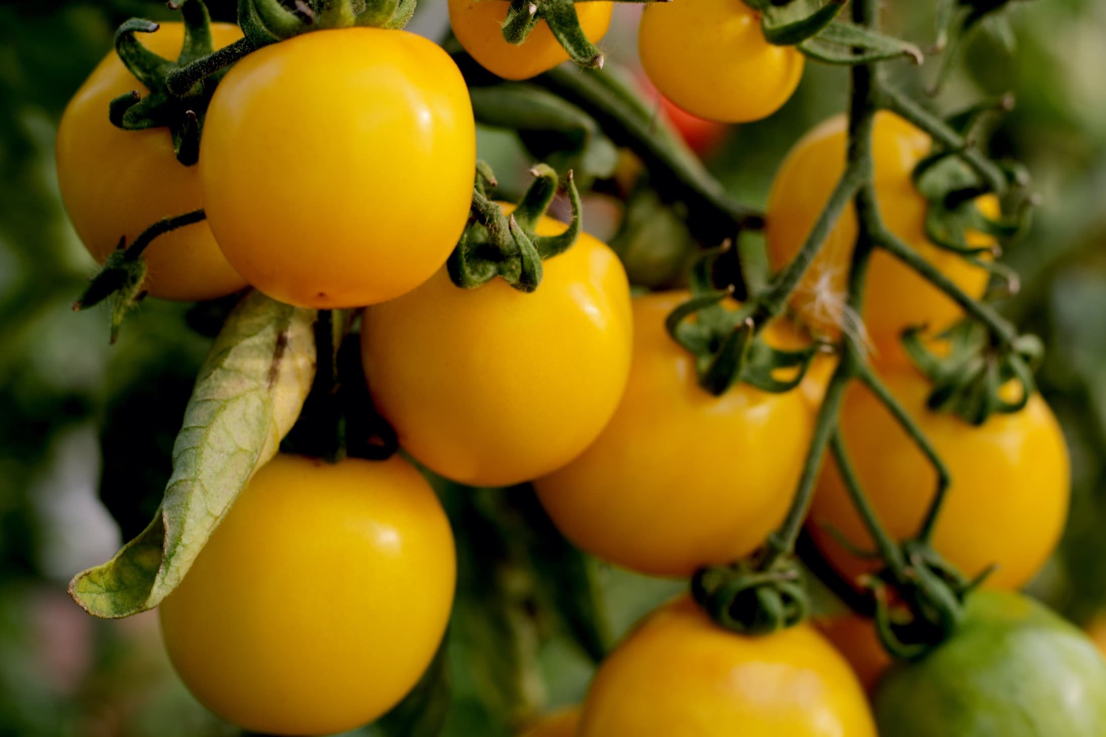 yellow tomatoes on the vine