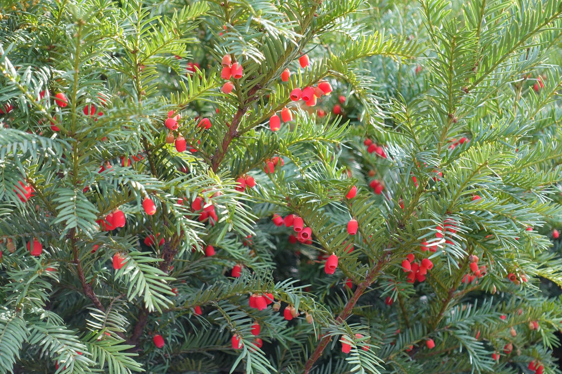 yew tree with spine-like leaves and bright red, rounded berries