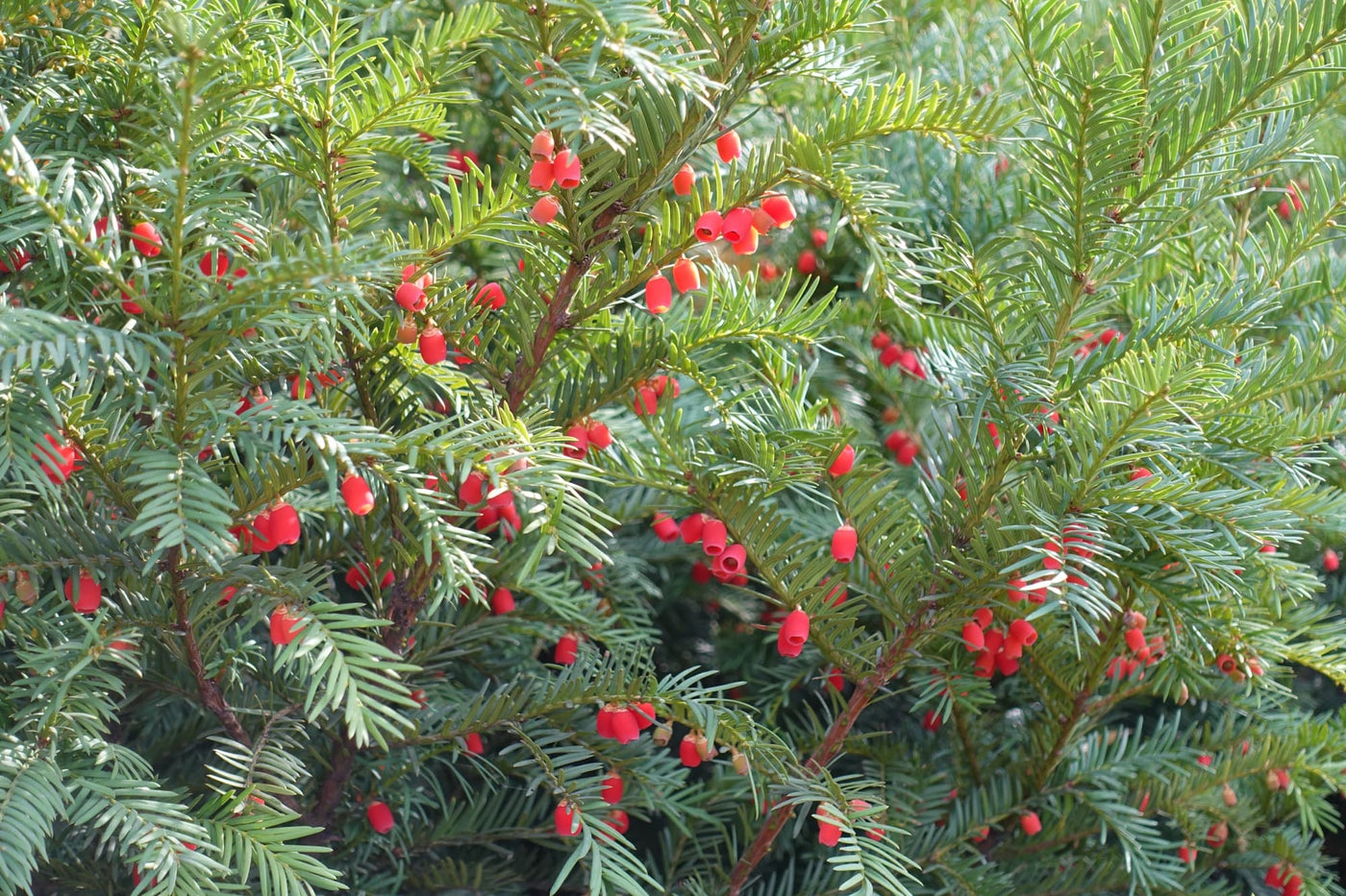 Expert Tips For Growing Yew: This Native Provides Form And Structure ...