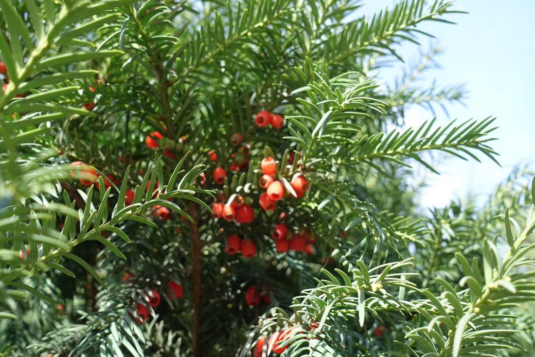 waxy thin leaves and round red berries growing on the branches of a yew tree