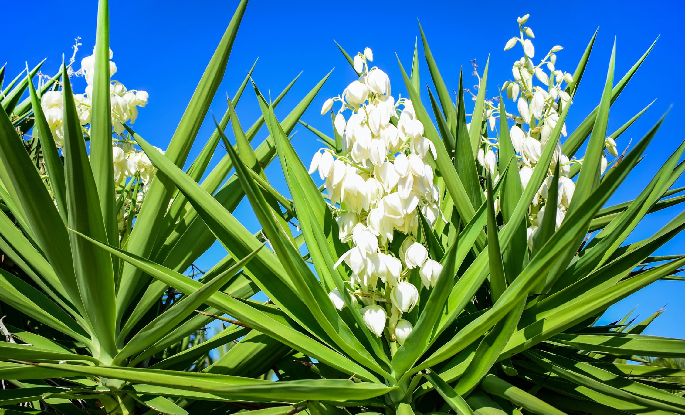 spiked leaves and white flowers of yucca plant on blue sky background