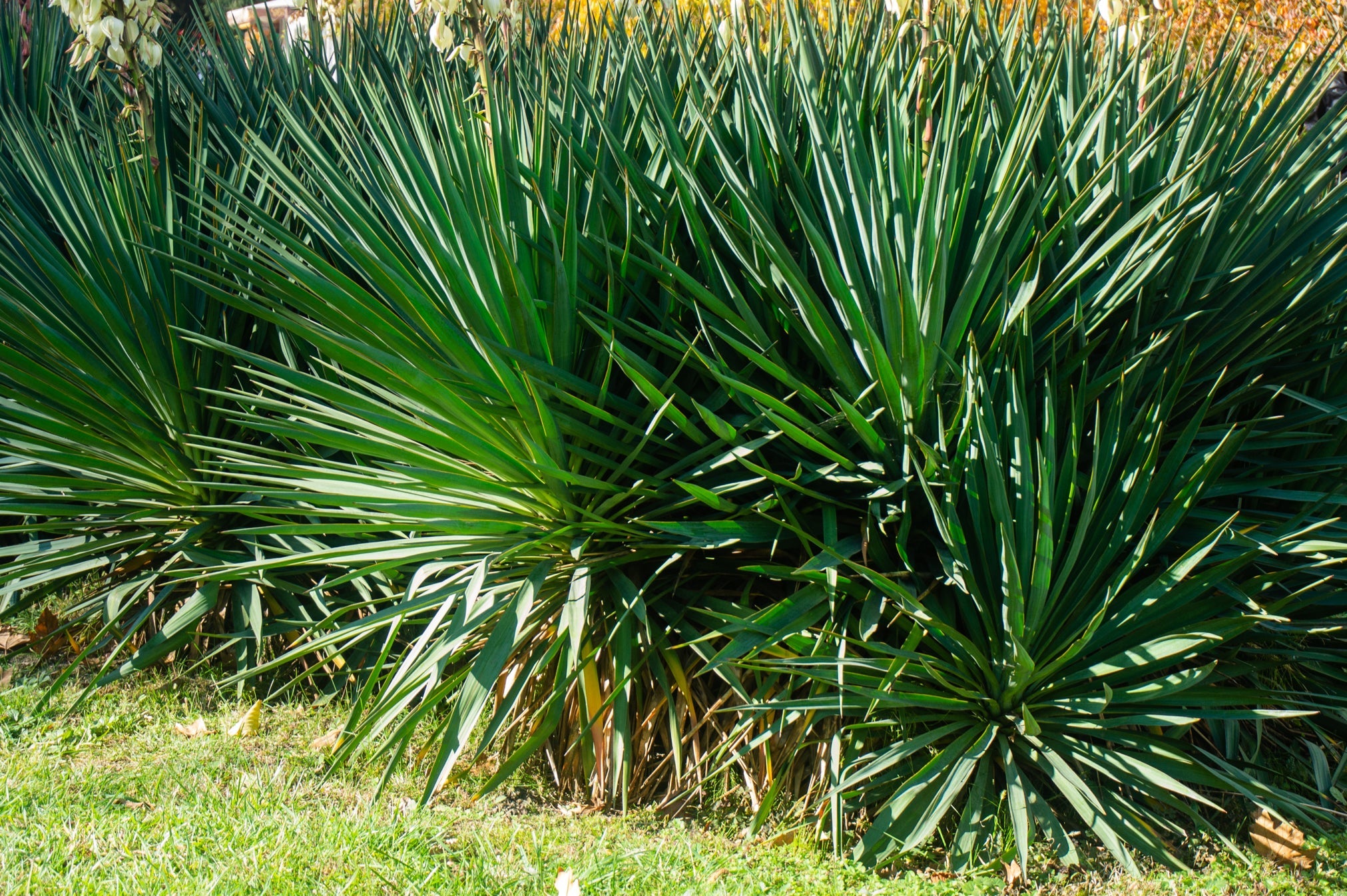 yucca shrubs with long, thin green leaves growing in a garden border by a grassy lawn