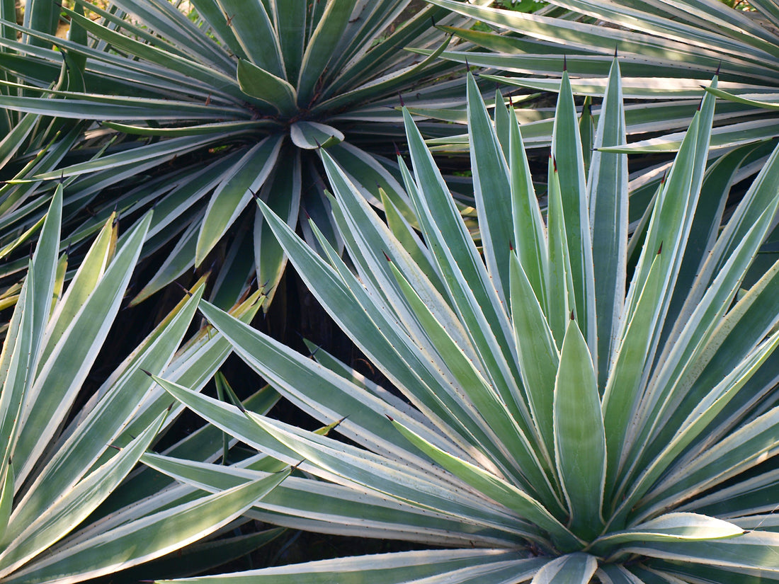 yucca shrubs with green and white variegated leaves growing outside next to each other
