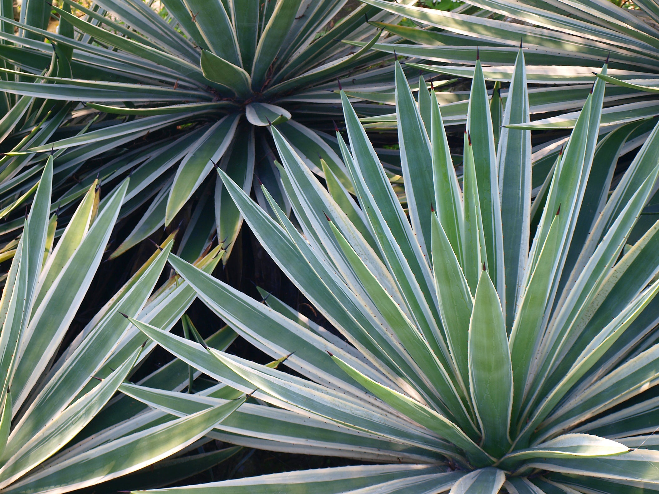 yucca shrubs with green and white variegated leaves growing outside next to each other