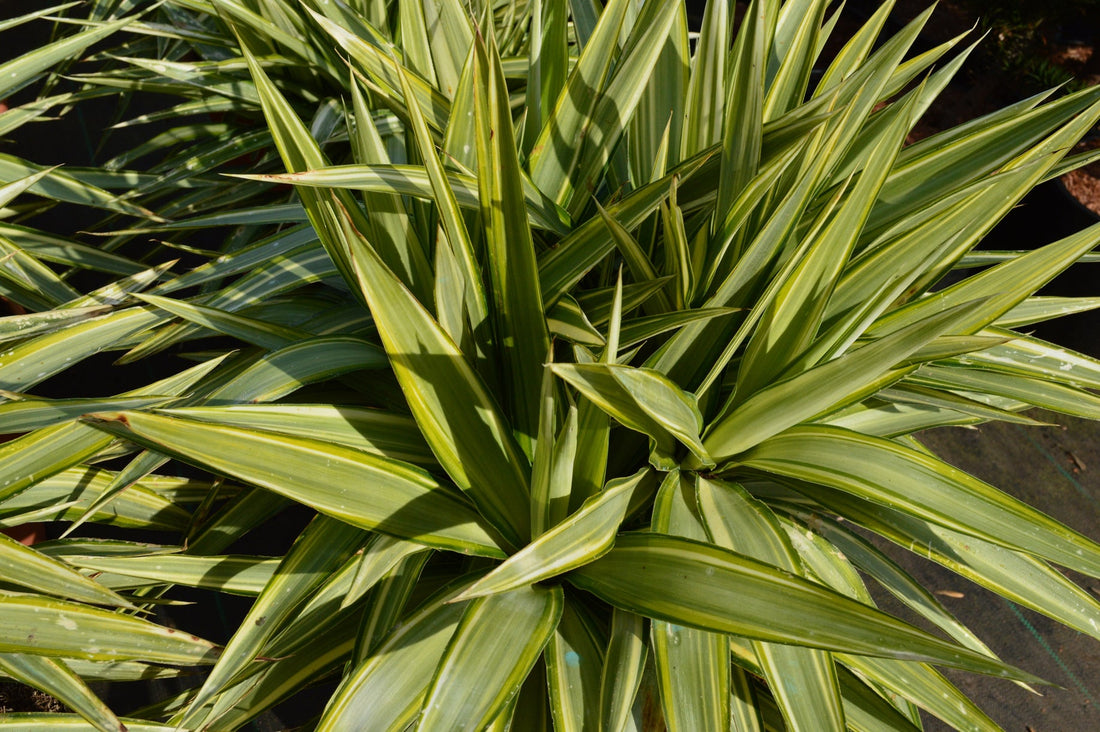 yucca tree with long green leaves growing outside