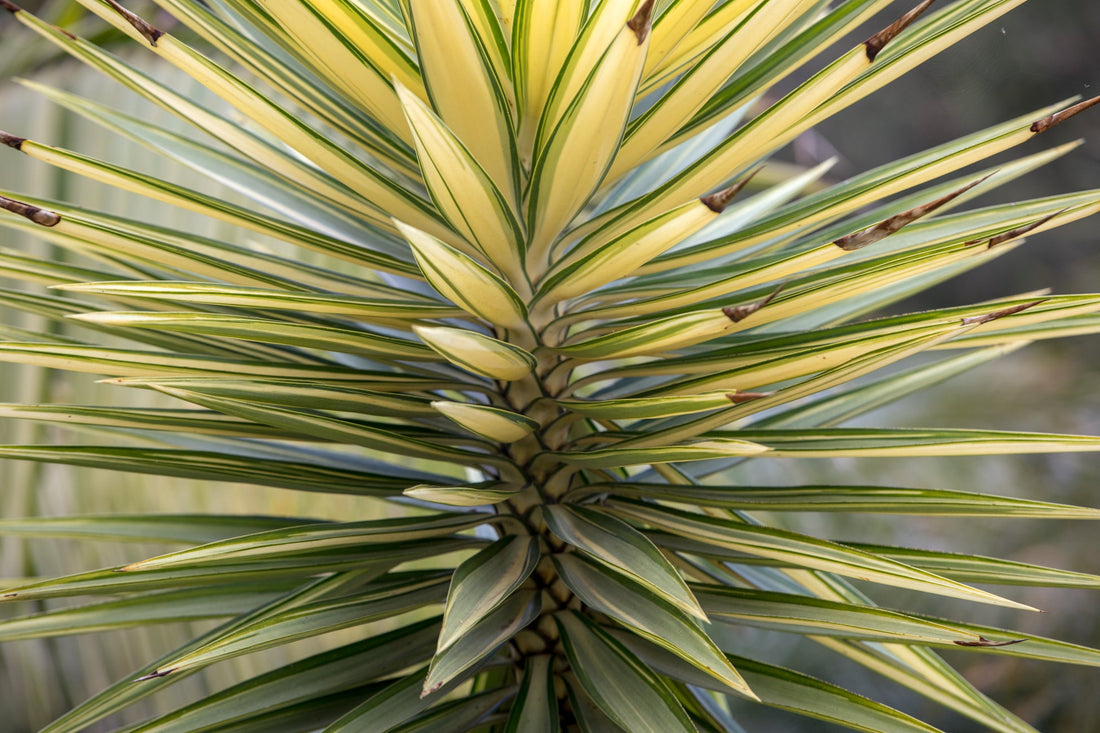 yellow and green variegated yucca leaves growing outside