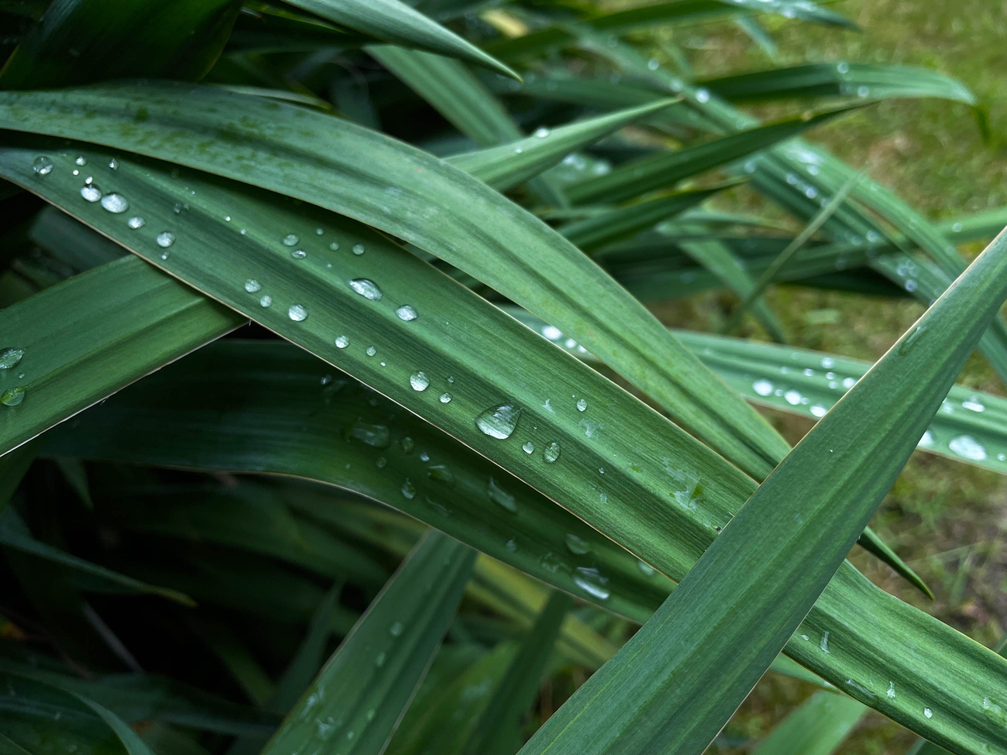 dark green thin yucca leaves covered in water droplets growing outside