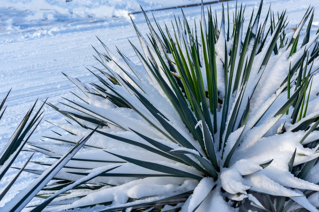 yucca shrubs with long green spiky leaves covered in a layer of snow with a snow covered background