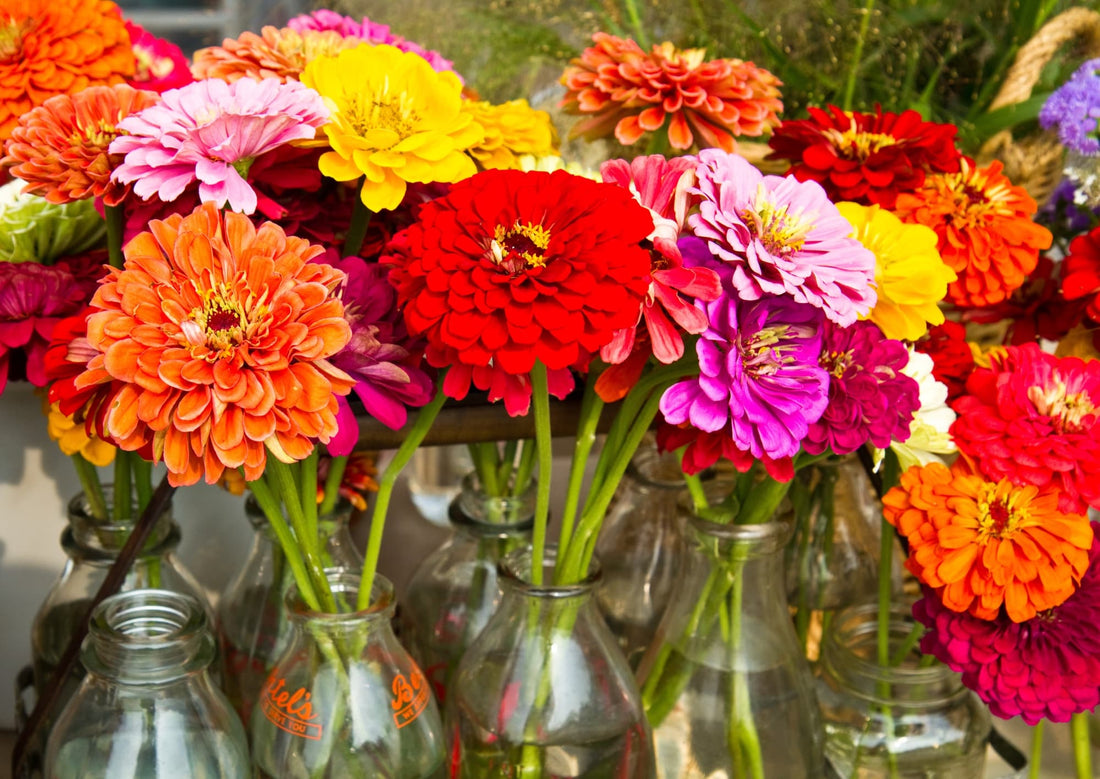 an array of cut zinnias in glass vases, with flowers in shades of red, pink, orange and yellow
