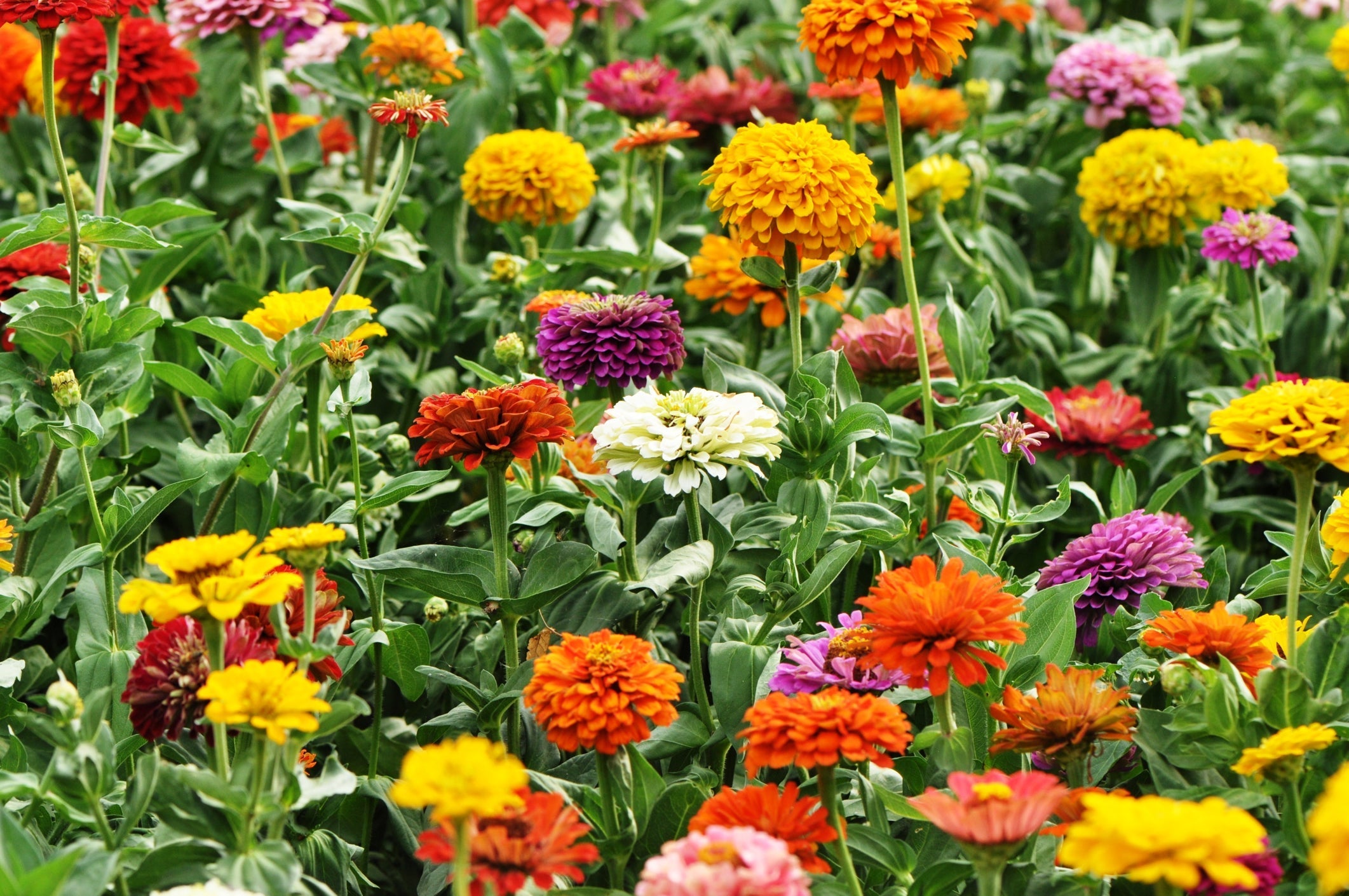 yellow, purple, white, orange and red flowering zinnias growing on tall stems outside in a field