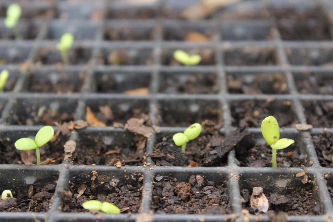 the sprouts of zinnia seedlings emerging from the soil-covered cells of a seed tray