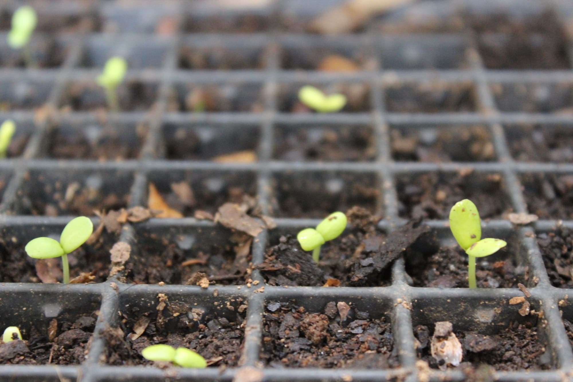the sprouts of zinnia seedlings emerging from the soil-covered cells of a seed tray