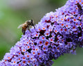 Buddleja