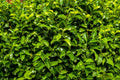 Evergreen Hedges