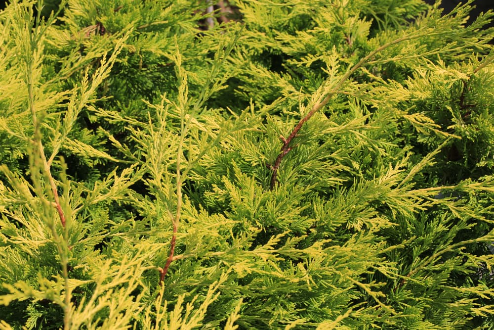 Hedging