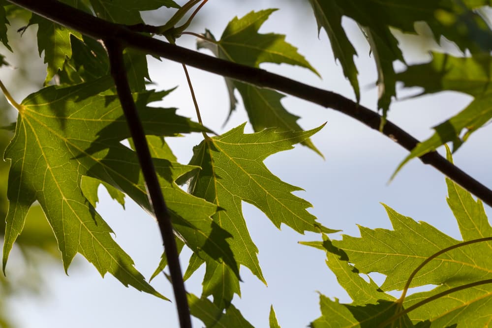 Trees