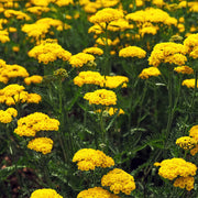 Achillea filipendulina 'Cloth of Gold'