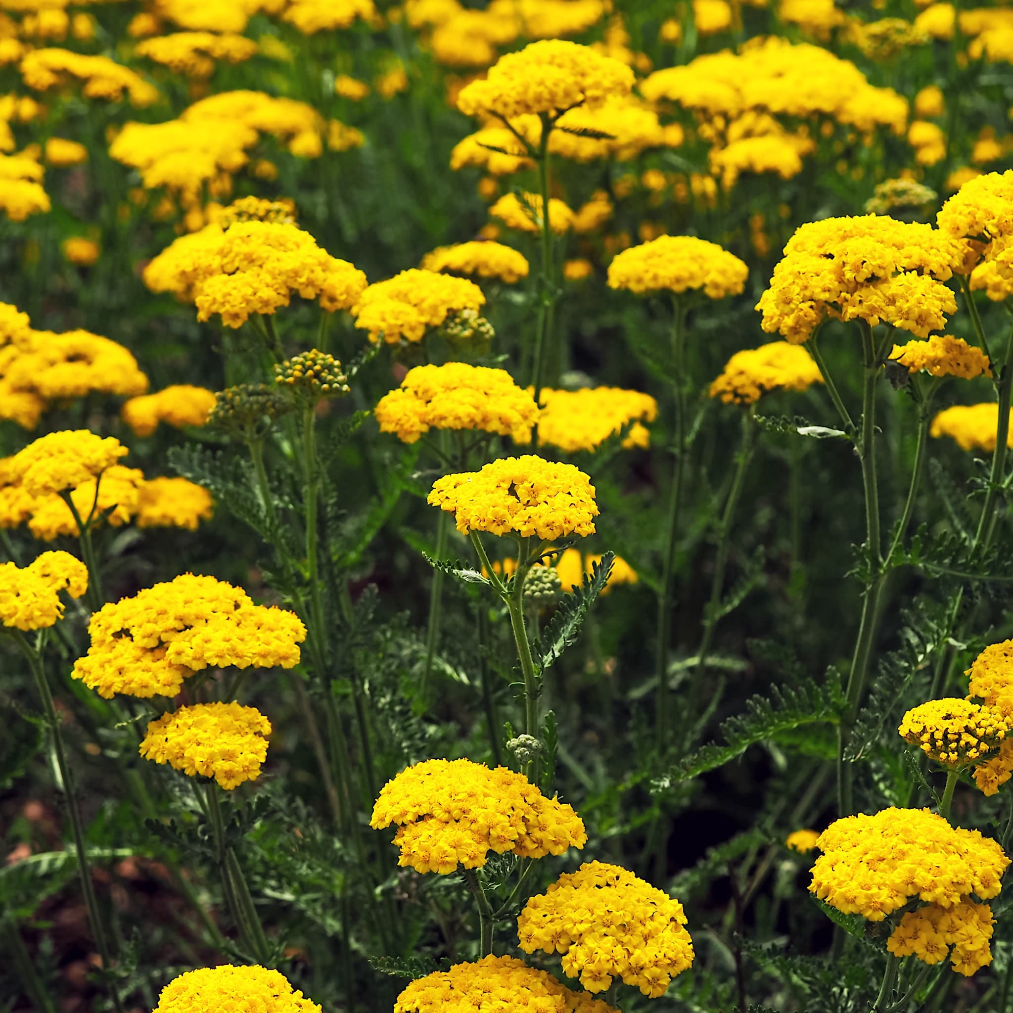 Achillea filipendulina 'Cloth of Gold'