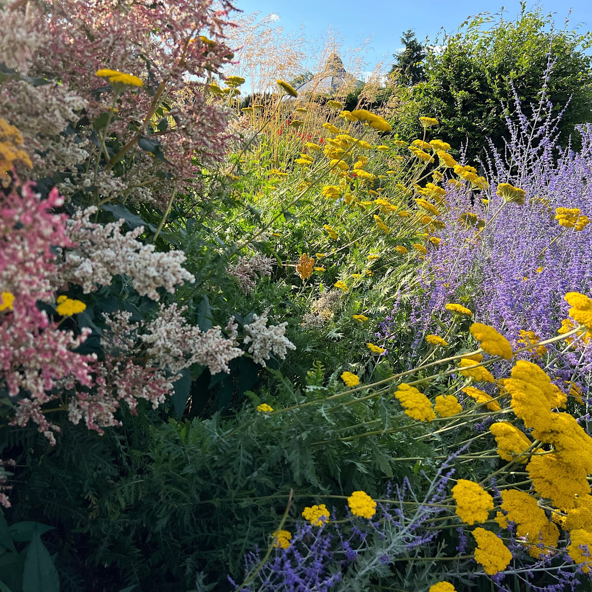Achillea filipendulina 'Cloth of Gold'