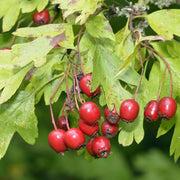 Crataegus monogyna