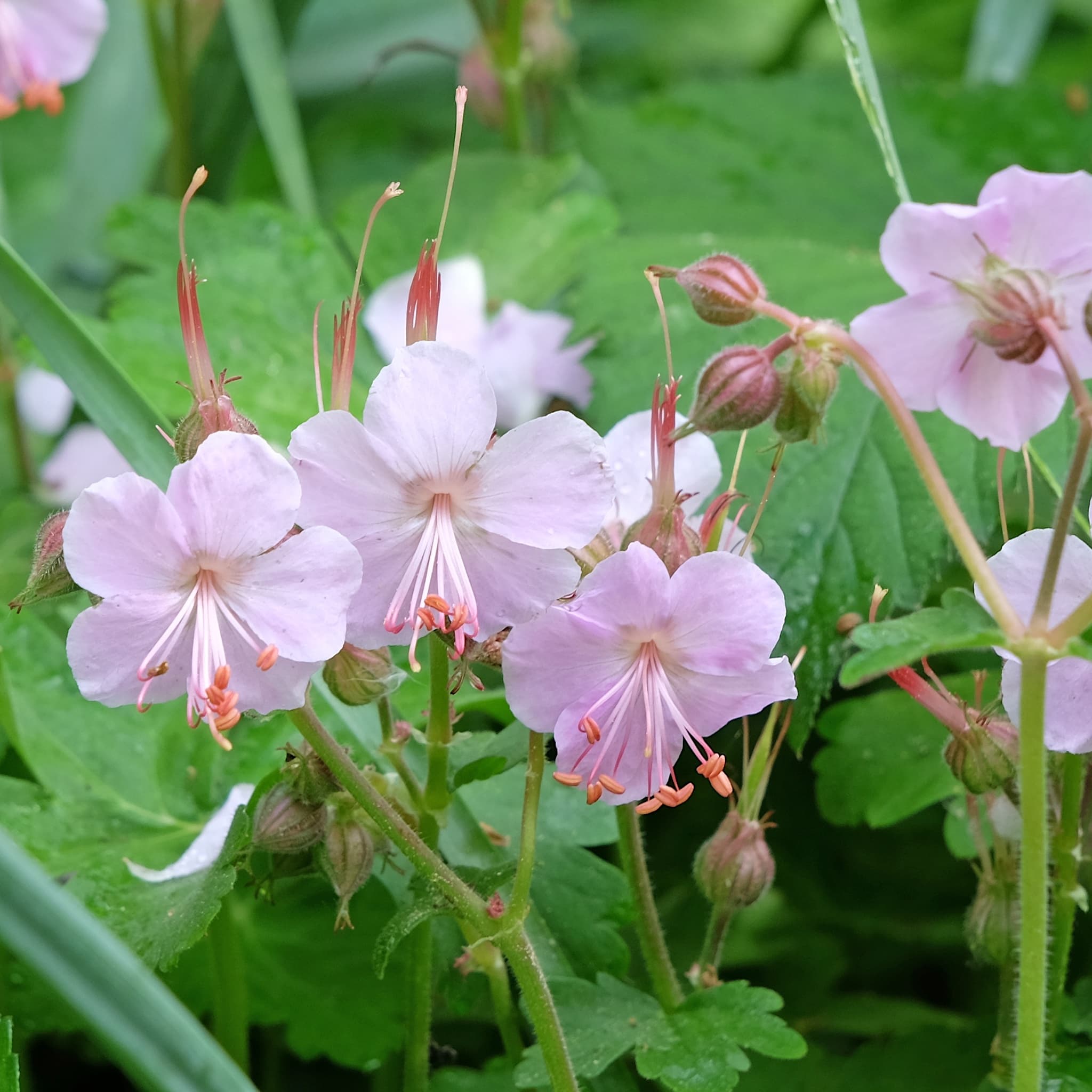 Geranium macr. 'Ingwersen's Var.' (pink)