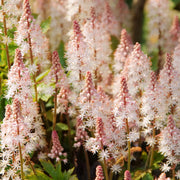 Tiarella 'Pink Skyrocket'