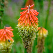 Kniphofia 'Papaya Popsicle'