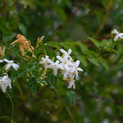 Jasminum officinale