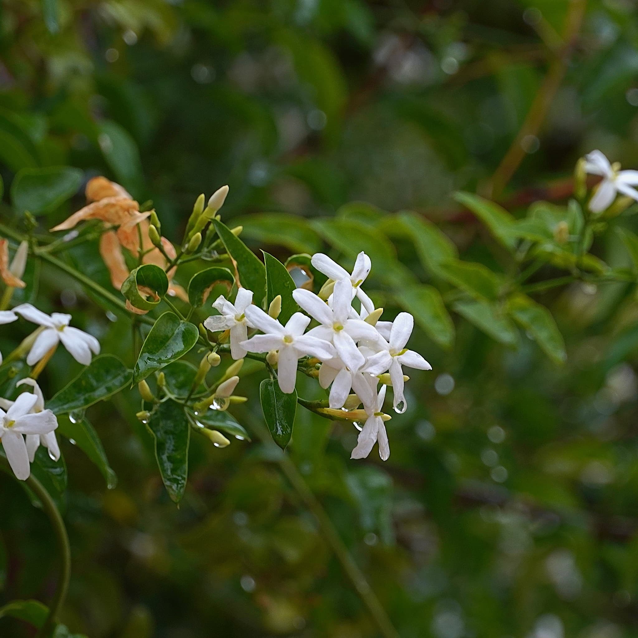 Jasminum officinale