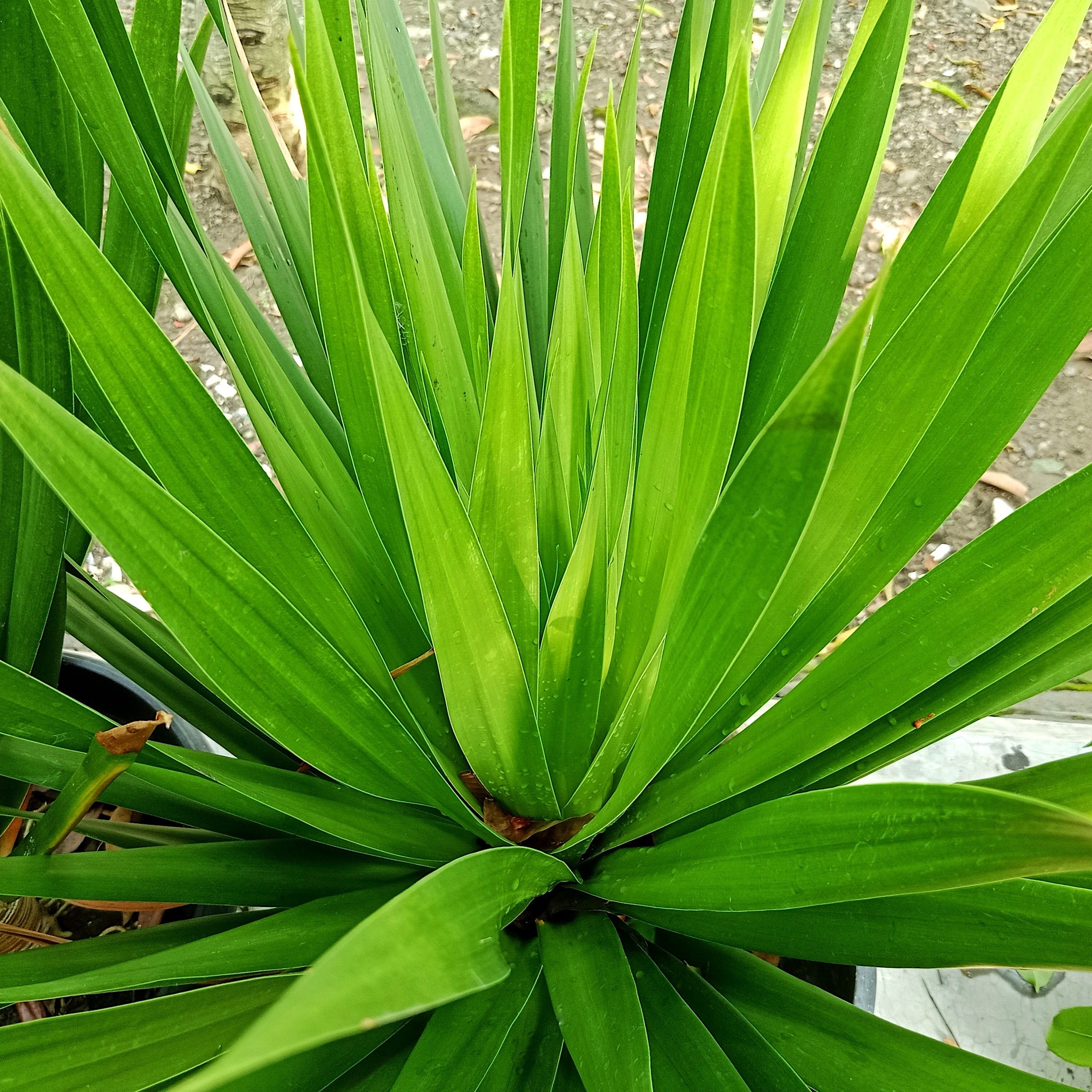 Cordyline australis