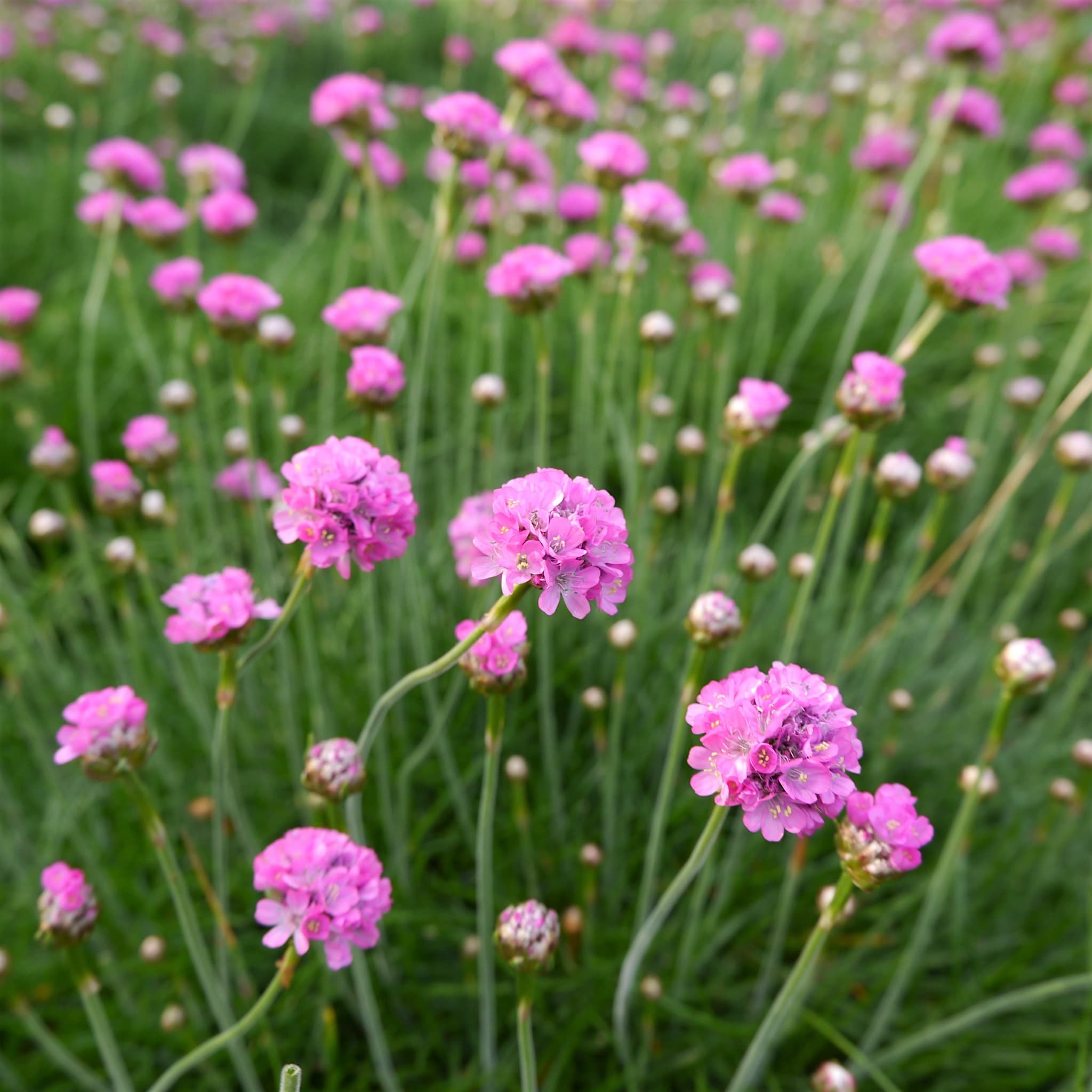 Armeria maritima 'Splendens'