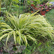 Hakonechloa macra 'Aureola'
