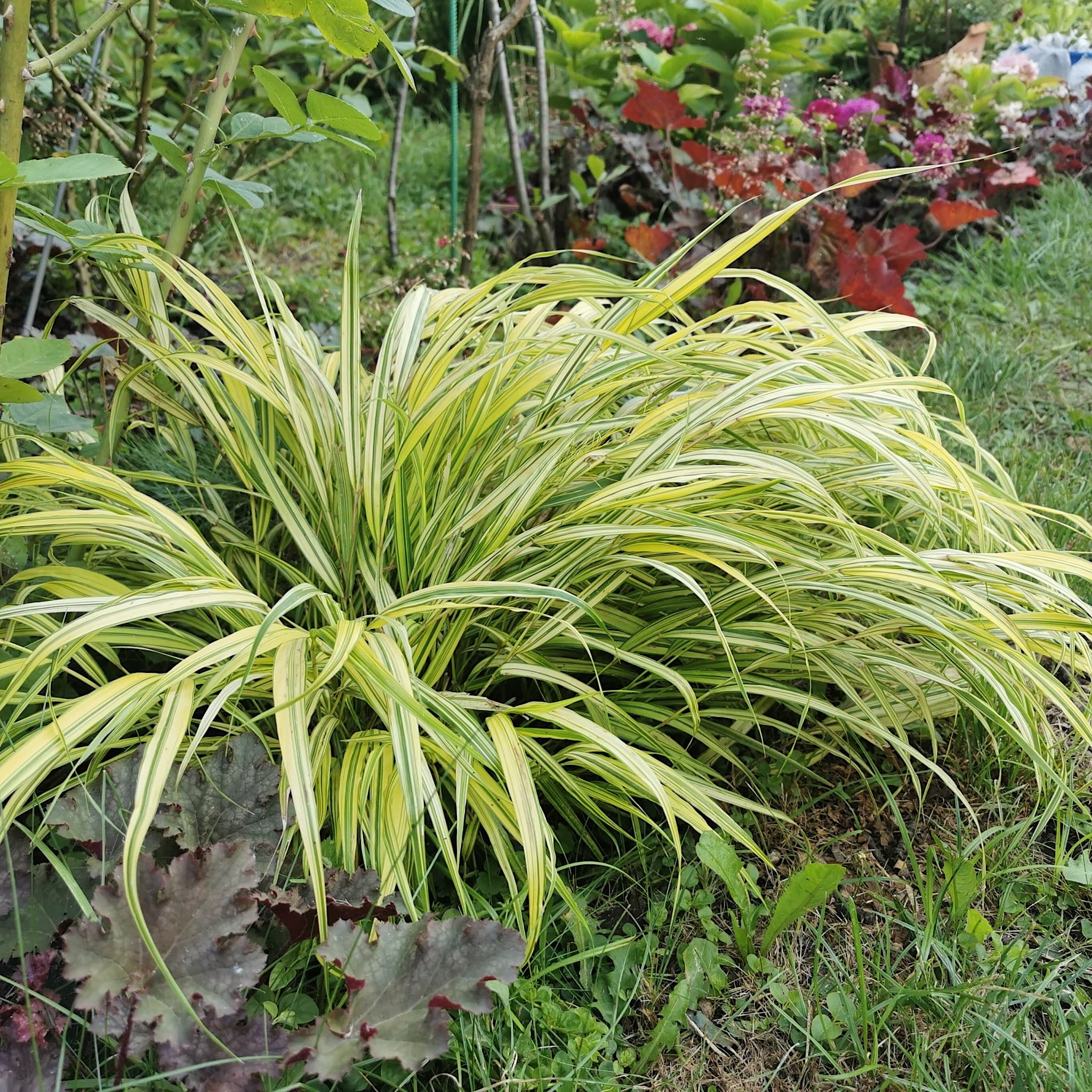 Hakonechloa macra 'Aureola'