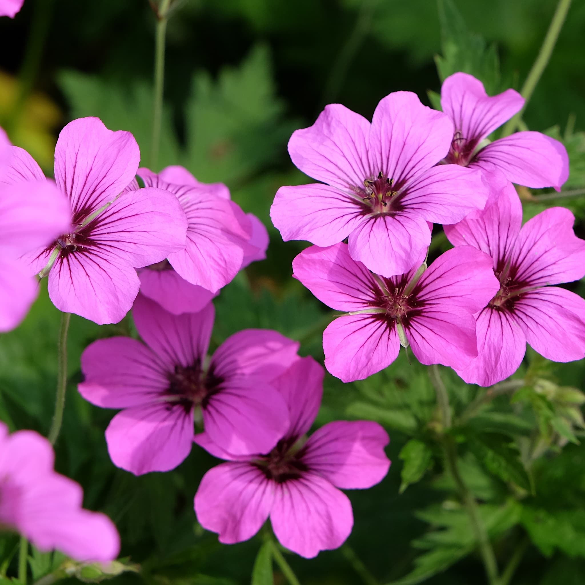 Geranium 'Patricia' (Pink)
